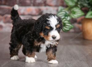 tri-colored male mini bernedoodle near Chicago Illinois