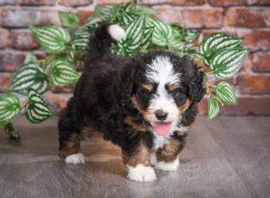 tri-colored male mini bernedoodle near Chicago Illinois