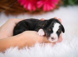 tri-colored male mini bernedoodle near Chicago Illinois