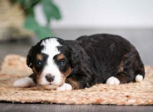 tri-colored male mini bernedoodle near Chicago Illinois