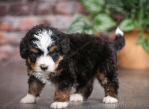 tri-colored male mini bernedoodle near Chicago Illinois