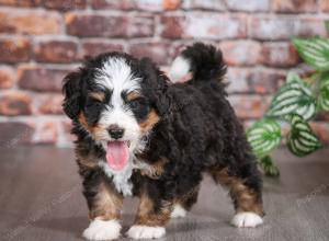 tri-colored male mini bernedoodle near Chicago Illinois