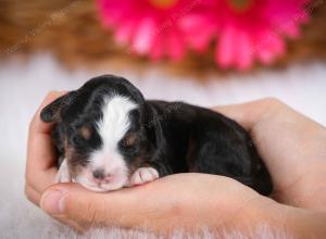 tri-colored male mini bernedoodle near Chicago Illinois