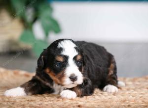 tri-colored male mini bernedoodle near Chicago Illinois