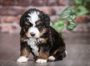 tri-colored male mini bernedoodle near Chicago Illinois