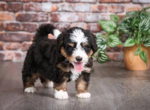 tri-colored male mini bernedoodle near Chicago Illinois