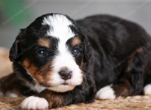 tri-colored male mini bernedoodle near Chicago Illinois