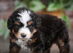 tri-colored male mini bernedoodle near Chicago Illinois