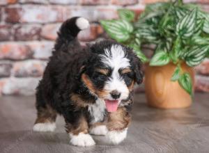 tri-colored male mini bernedoodle near Chicago Illinois