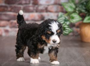 tri-colored male mini bernedoodle near Chicago Illinois