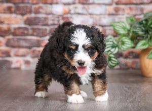 tri-colored male mini bernedoodle near Chicago Illinois