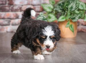 tri-colored male mini bernedoodle near Chicago Illinois