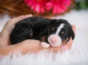 tri-colored female mini bernedoodle near Chicago Illinois