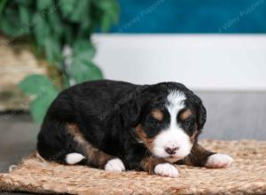 tri-colored female mini bernedoodle near Chicago Illinois