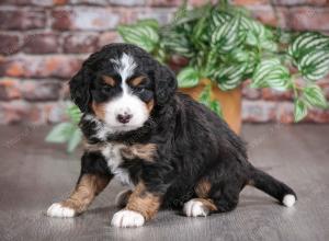 tri-colored female mini bernedoodle near Chicago Illinois