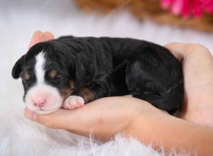 tri-colored female mini bernedoodle near Chicago Illinois