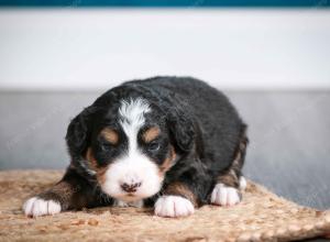 tri-colored female mini bernedoodle near Chicago Illinois