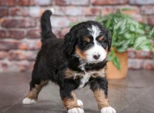 tri-colored female mini bernedoodle near Chicago Illinois