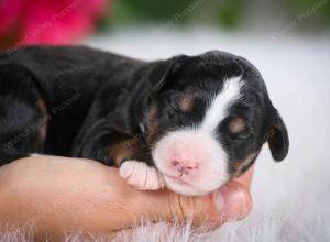 tri-colored female mini bernedoodle near Chicago Illinois