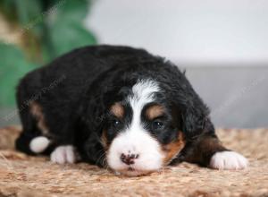 tri-colored female mini bernedoodle near Chicago Illinois