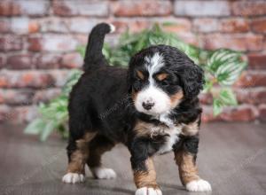 tri-colored female mini bernedoodle near Chicago Illinois