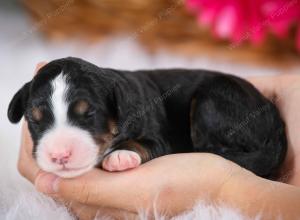 tri-colored female mini bernedoodle near Chicago Illinois