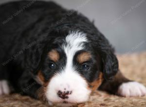 tri-colored female mini bernedoodle near Chicago Illinois