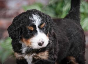 tri-colored female mini bernedoodle near Chicago Illinois