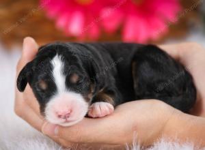 tri-colored female mini bernedoodle near Chicago Illinois