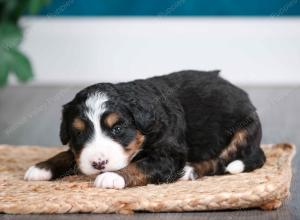 tri-colored female mini bernedoodle near Chicago Illinois