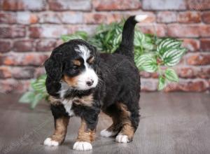 tri-colored female mini bernedoodle near Chicago Illinois