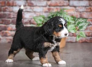 tri-colored female mini bernedoodle near Chicago Illinois