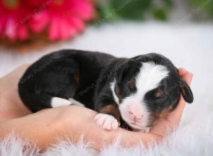 tri-colored male mini bernedoodle near Chicago Illinois