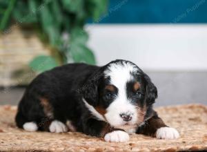 tri-colored male mini bernedoodle near Chicago Illinois