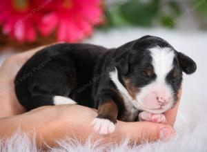 tri-colored male mini bernedoodle near Chicago Illinois