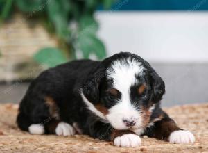 tri-colored male mini bernedoodle near Chicago Illinois