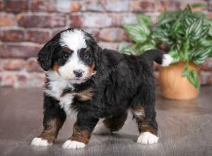 tri-colored male mini bernedoodle near Chicago Illinois