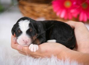 tri-colored male mini bernedoodle near Chicago Illinois