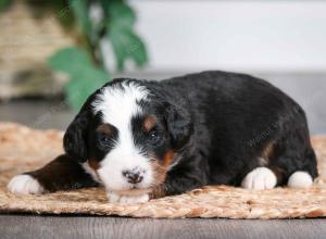 tri-colored male mini bernedoodle near Chicago Illinois