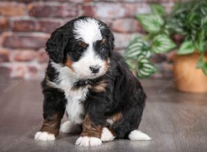 tri-colored male mini bernedoodle near Chicago Illinois