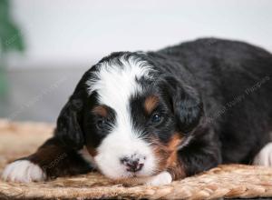 tri-colored male mini bernedoodle near Chicago Illinois