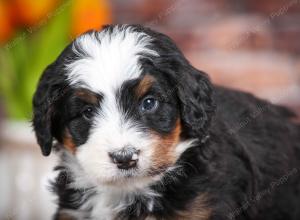 tri-colored male mini bernedoodle near Chicago Illinois