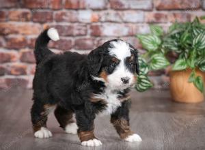 tri-colored male mini bernedoodle near Chicago Illinois