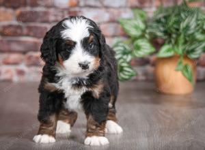 tri-colored male mini bernedoodle near Chicago Illinois