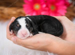 tri-colored female mini bernedoodle near Chicago Illinois