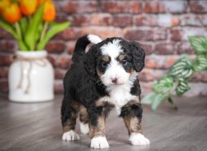 tri-colored female mini bernedoodle near Chicago Illinois