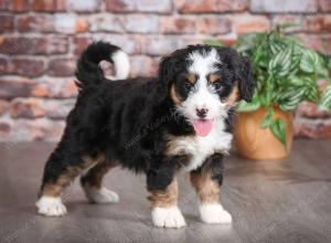 tri-colored female mini bernedoodle near Chicago Illinois