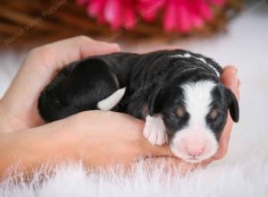 tri-colored female mini bernedoodle near Chicago Illinois