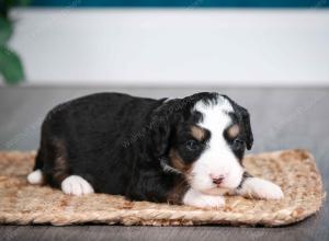 tri-colored female mini bernedoodle near Chicago Illinois