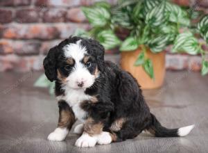 tri-colored female mini bernedoodle near Chicago Illinois